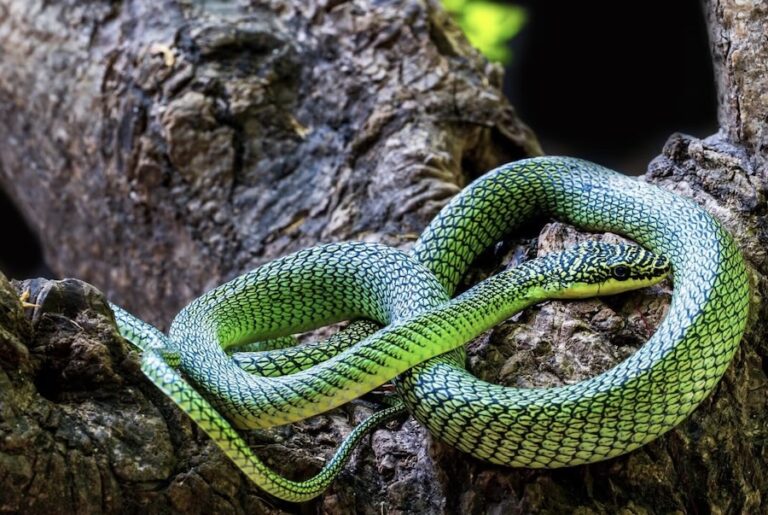 serpent arboricole doré