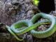 CAMBODGE – NATURE : Serpent volant, espèces inconnues… les grottes livrent leurs secrets serpent arboricole doré