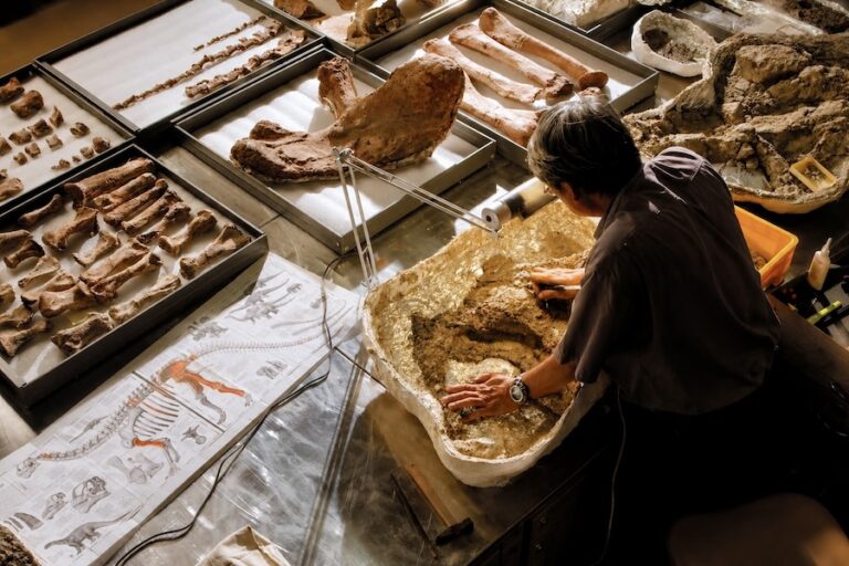 THAÏLANDE – PALÉONTOLOGIE : Découverte du plus grand dinosaure jamais identifié dans le pays