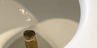 PHILIPPINES – TOURISME : Un cobra royal découvert… dans les toilettes d’un resort