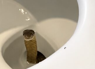 PHILIPPINES – TOURISME : Un cobra royal découvert… dans les toilettes d’un resort