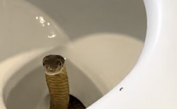 PHILIPPINES – TOURISME : Un cobra royal découvert… dans les toilettes d’un resort