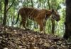 LAOS – NATURE : Un plan d’action national de dix ans pour les tigres