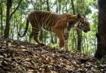 LAOS – NATURE : Un plan d’action national de dix ans pour les tigres