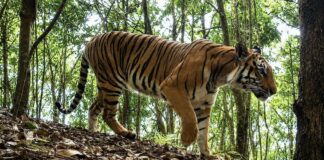 LAOS – NATURE : Un plan d’action national de dix ans pour les tigres