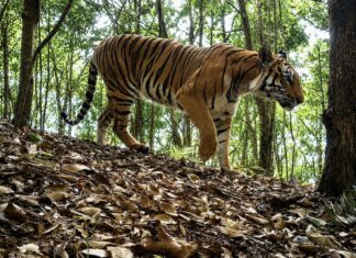 LAOS – NATURE : Un plan d’action national de dix ans pour les tigres