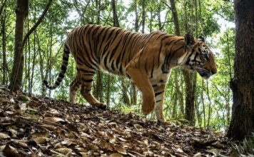 LAOS – NATURE : Un plan d’action national de dix ans pour les tigres