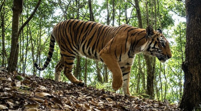 LAOS – NATURE : Un plan d’action national de dix ans pour les tigres