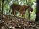 LAOS – NATURE : Un plan d’action national de dix ans pour les tigres