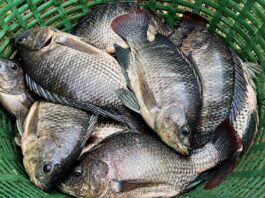 THAÏLANDE – SOCIÉTÉ : Le tilapia à menton noir pourrait avoir été introduit clandestinement à plusieurs reprises