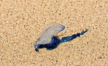 PHUKET – TOURISME : Alerte aux physalies sur plusieurs plages de l’île