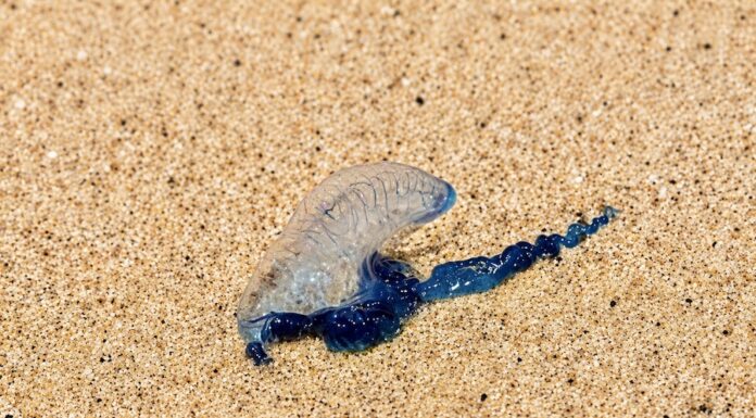PHUKET – TOURISME : Alerte aux physalies sur plusieurs plages de l’île
