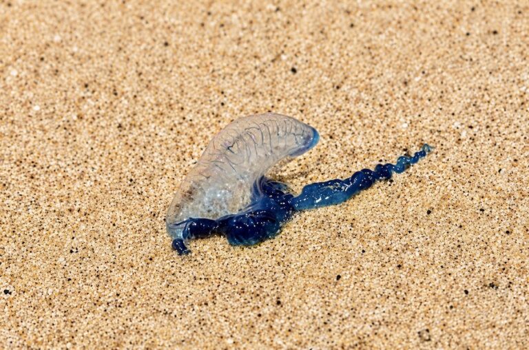 PHUKET – TOURISME : Alerte aux physalies sur plusieurs plages de l&rsquo;île