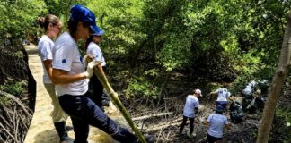 THAÏLANDE – FRANCE : Bangkok Accueil mobilisé pour nettoyer les mangroves