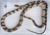PHILIPPINES – SOCIÉTÉ : Un impressionnant serpent de plus de deux mètres découvert dans un hôpital
