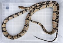 PHILIPPINES – SOCIÉTÉ : Un impressionnant serpent de plus de deux mètres découvert dans un hôpital