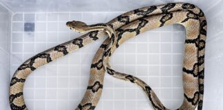 PHILIPPINES – SOCIÉTÉ : Un impressionnant serpent de plus de deux mètres découvert dans un hôpital
