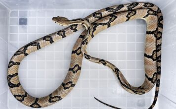 PHILIPPINES – SOCIÉTÉ : Un impressionnant serpent de plus de deux mètres découvert dans un hôpital