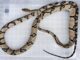 PHILIPPINES – SOCIÉTÉ : Un impressionnant serpent de plus de deux mètres découvert dans un hôpital