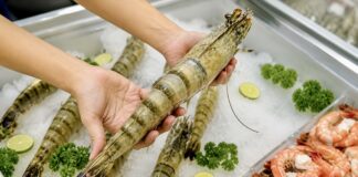 VIETNAM – ÉCONOMIE : La Chine devient le principal moteur des exportations de crevettes vietnamiennes Crevettes Vietnam