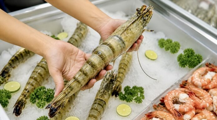 VIETNAM – ÉCONOMIE : La Chine devient le principal moteur des exportations de crevettes vietnamiennes Crevettes Vietnam