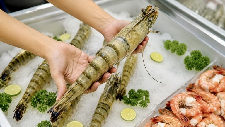 VIETNAM – ÉCONOMIE : La Chine devient le principal moteur des exportations de crevettes vietnamiennes