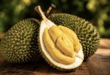MALAISIE – ÉCONOMIE : Victime de son succès, le « Musang King » voit son prix chuter de 90 %