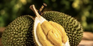 MALAISIE – ÉCONOMIE : Victime de son succès, le « Musang King » voit son prix chuter de 90 %