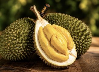 MALAISIE – ÉCONOMIE : Victime de son succès, le « Musang King » voit son prix chuter de 90 %