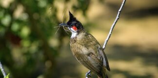 THAÏLANDE – SOCIÉTÉ : Le bulbul à moustaches rouges n’est plus un oiseau sauvage protégé