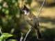 THAÏLANDE – SOCIÉTÉ : Le bulbul à moustaches rouges n’est plus un oiseau sauvage protégé