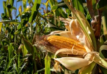 THAÏLANDE – AGRICULTURE : Les producteurs de maïs refusent les importations OGM américaines