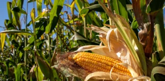 THAÏLANDE – AGRICULTURE : Les producteurs de maïs refusent les importations OGM américaines
