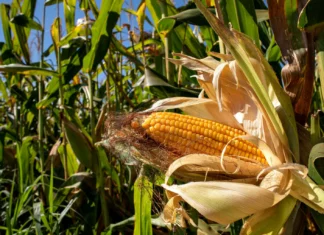 THAÏLANDE – AGRICULTURE : Les producteurs de maïs refusent les importations OGM américaines
