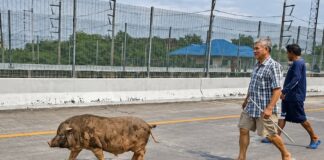 THAÏLANDE – SOCIÉTÉ : Un sanglier de 100 kg s’égare sur une voie surélevée à Pathum Thani