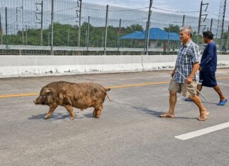 THAÏLANDE – SOCIÉTÉ : Un sanglier de 100 kg s’égare sur une voie surélevée à Pathum Thani