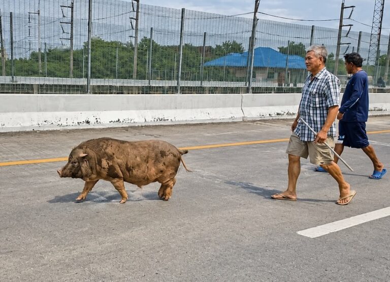 THAÏLANDE – SOCIÉTÉ : Un sanglier de 100 kg s’égare sur une voie surélevée à Pathum Thani