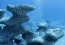 CAMBODGE – TOURISME : À Kep, un musée sous-marin veut marier art et protection des récifs