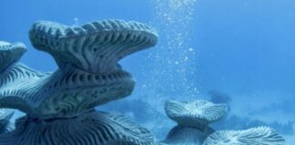 CAMBODGE – TOURISME : À Kep, un musée sous-marin veut marier art et protection des récifs