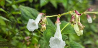 THAÏLANDE – BIODIVERSITÉ : Deux nouvelles espèces végétales identifiées dans les forêts de Tak