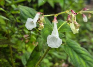 THAÏLANDE – BIODIVERSITÉ : Deux nouvelles espèces végétales identifiées dans les forêts de Tak
