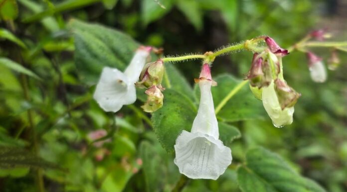 THAÏLANDE – BIODIVERSITÉ : Deux nouvelles espèces végétales identifiées dans les forêts de Tak