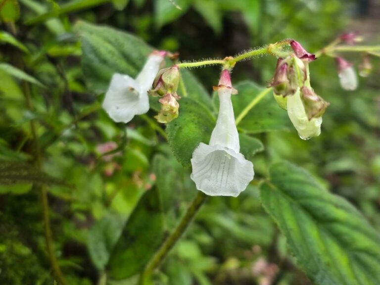 THAÏLANDE – BIODIVERSITÉ : Deux nouvelles espèces végétales identifiées dans les forêts de Tak