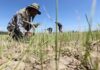 ASIE – CLIMAT : Face à la menace alimentaire, la coopération régionale asiatique est indispensable