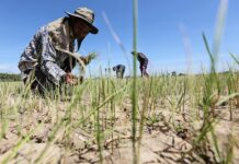 ASIE – CLIMAT : Face à la menace alimentaire, la coopération régionale asiatique est indispensable