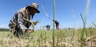 ASIE – CLIMAT : Face à la menace alimentaire, la coopération régionale asiatique est indispensable