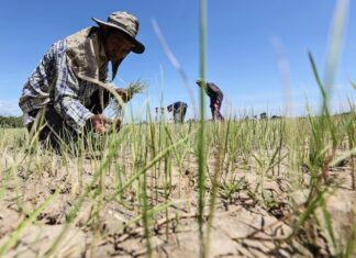 ASIE – CLIMAT : Face à la menace alimentaire, la coopération régionale asiatique est indispensable