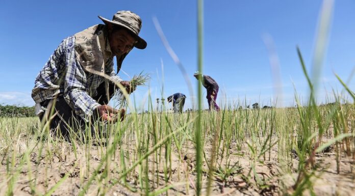 ASIE – CLIMAT : Face à la menace alimentaire, la coopération régionale asiatique est indispensable