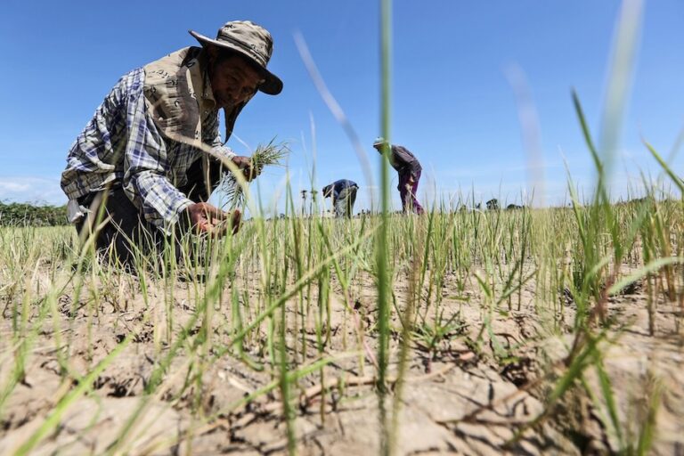 ASIE – CLIMAT : Face à la menace alimentaire, la coopération régionale asiatique est indispensable