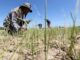 ASIE – CLIMAT : Face à la menace alimentaire, la coopération régionale asiatique est indispensable
